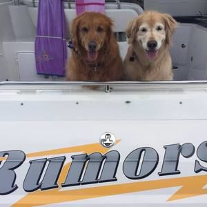 Meet your Posher, Dawn